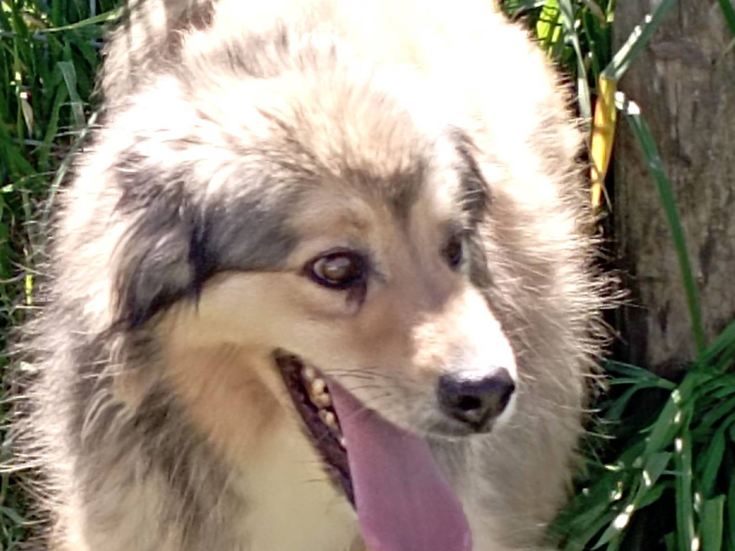 Vuoi adottare un cane a Latina?