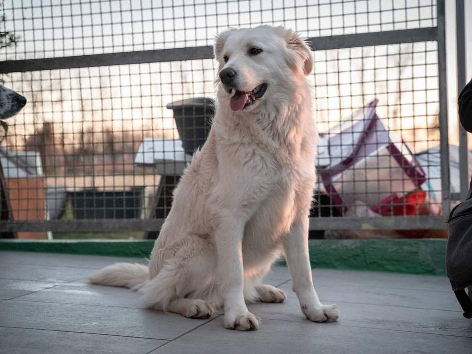 Adozione cane, femmina, Pastore maremmano, 4 anni e 5 mesi, taglia media, Milano