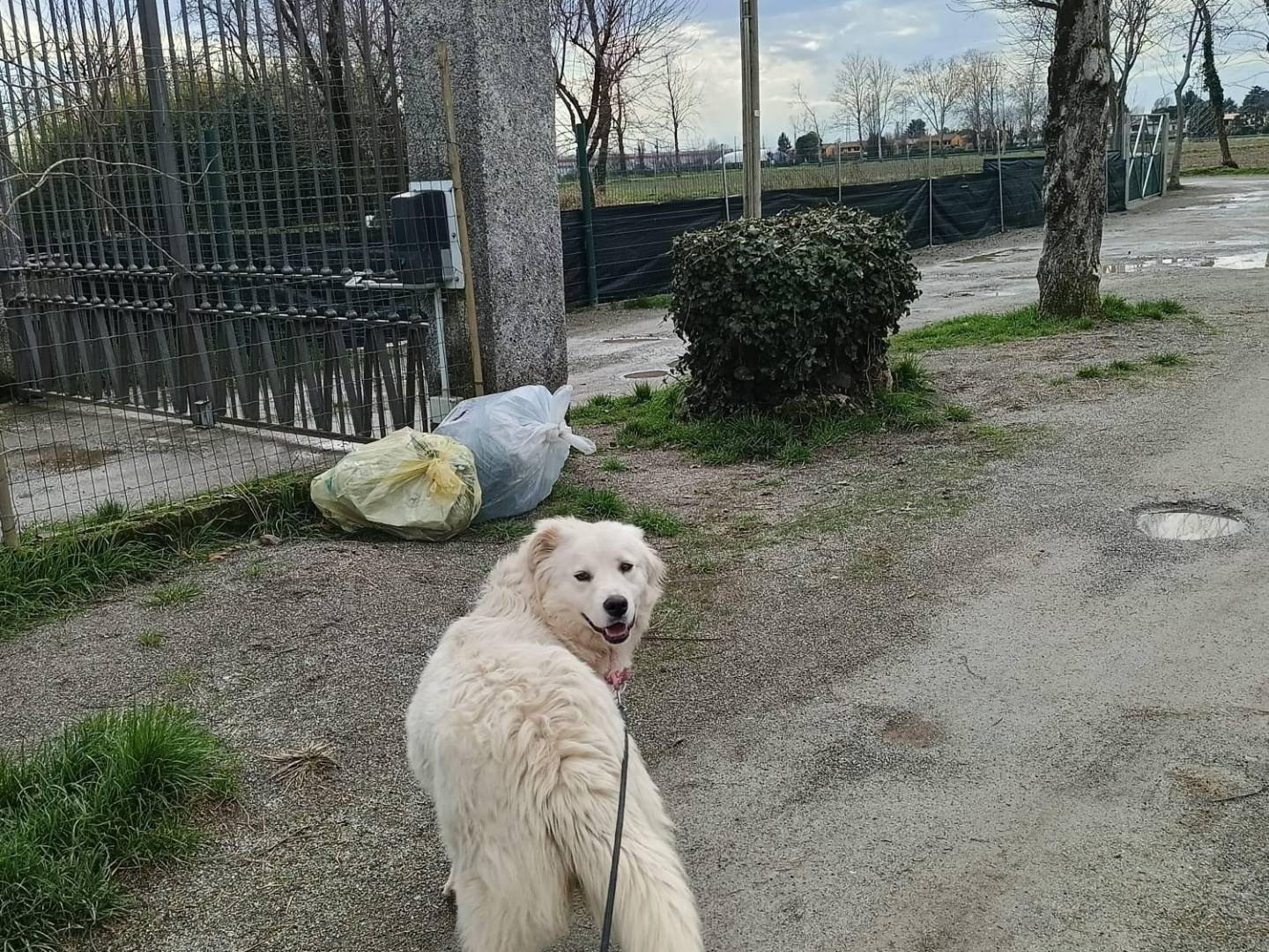 Adotta un cane, femmina, 4 anni e 5 mesi, Milano