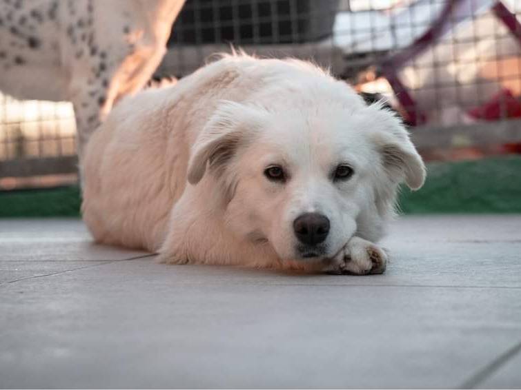 Adotta un cane, taglia media, femmina, Milano