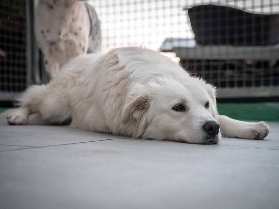Vuoi adottare un cane a Milano?