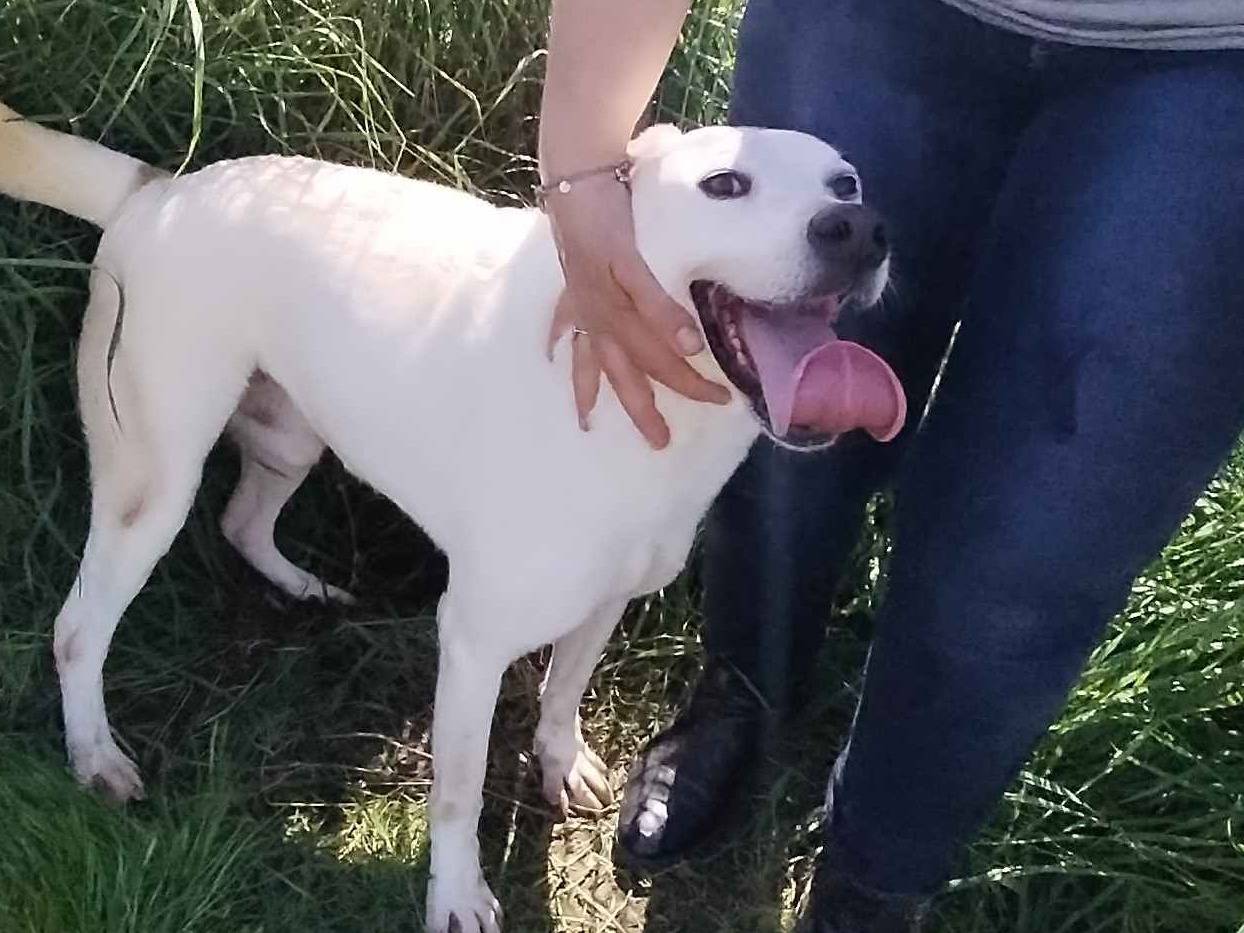 Adotta un cane, maschio, 5 anni  e 6 mesi , Latina