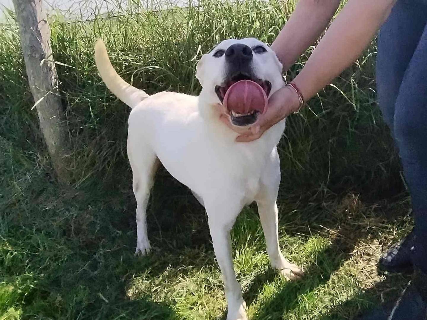 Adotta un cane, taglia media, maschio, Latina