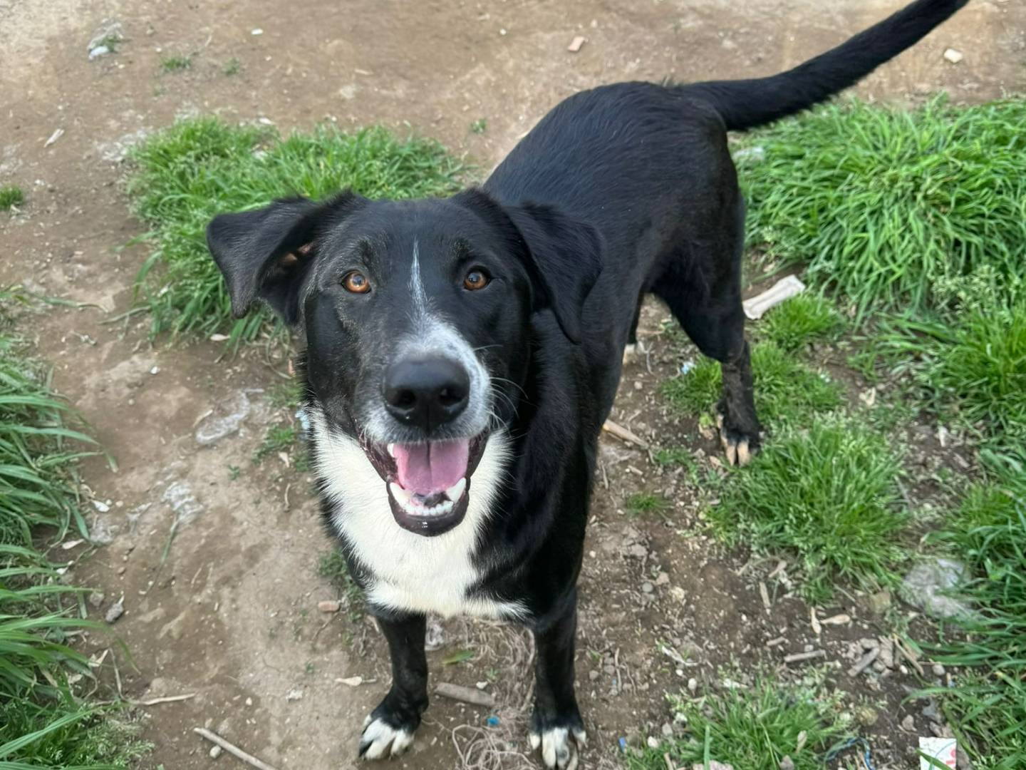 Adotta un cane, maschio, 2 anni  e 2 mesi , Caserta
