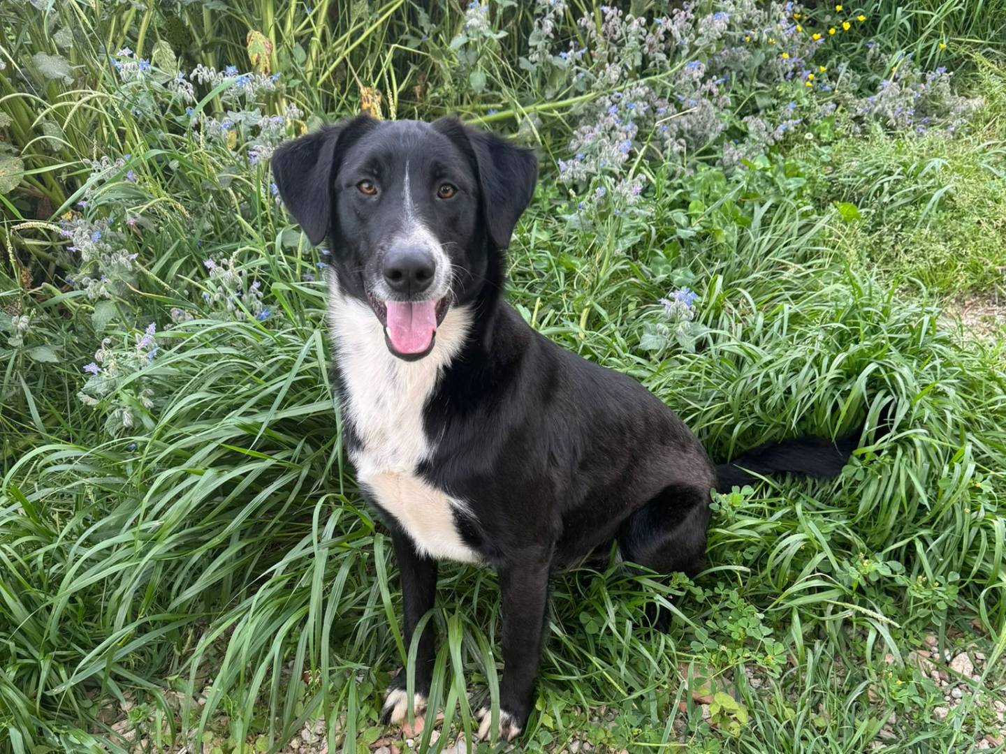 Adotta un cane, taglia media, maschio, Caserta