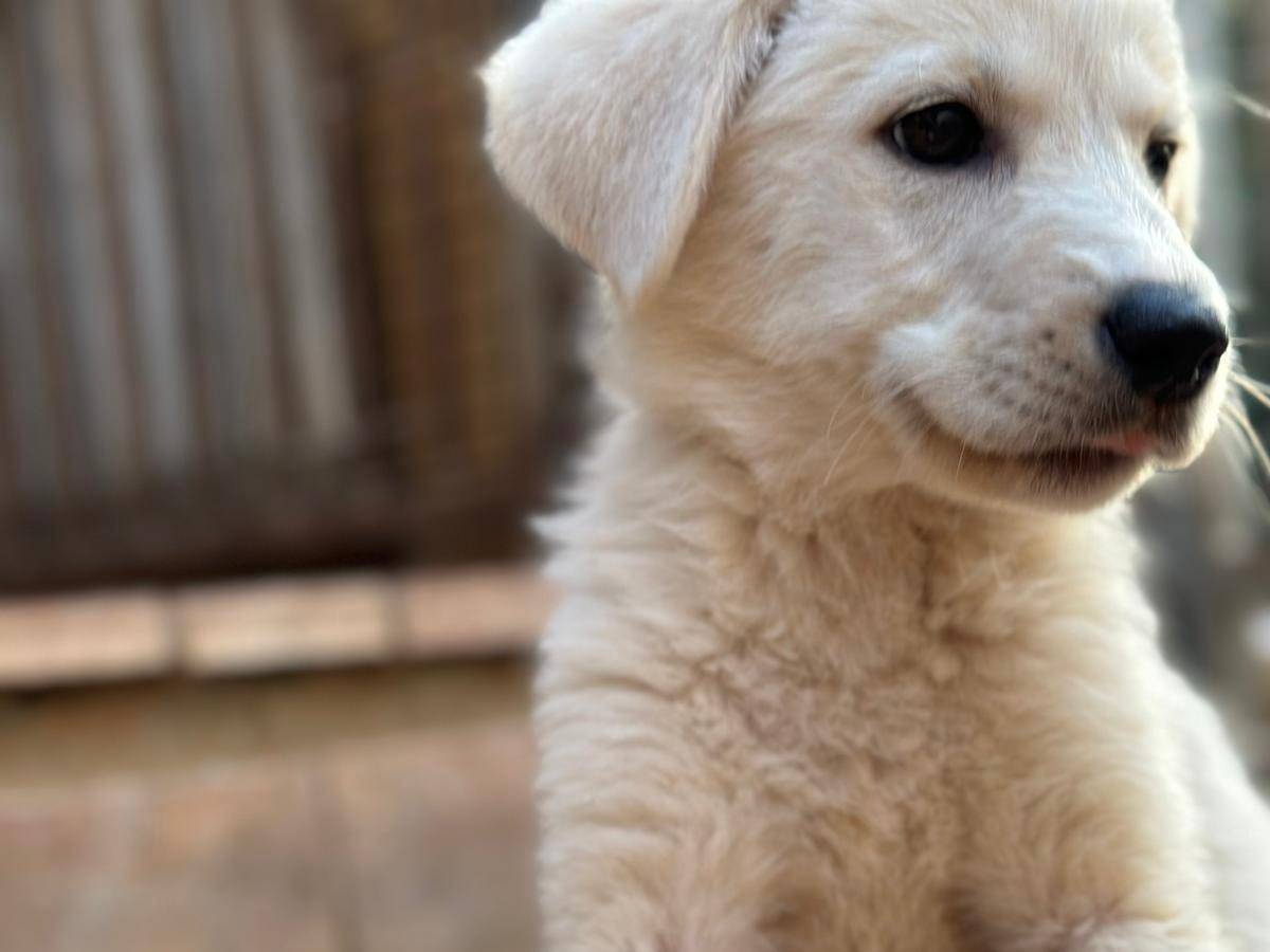 Adotta un cane, femmina, 1 anno e 10 mesi, Crotone