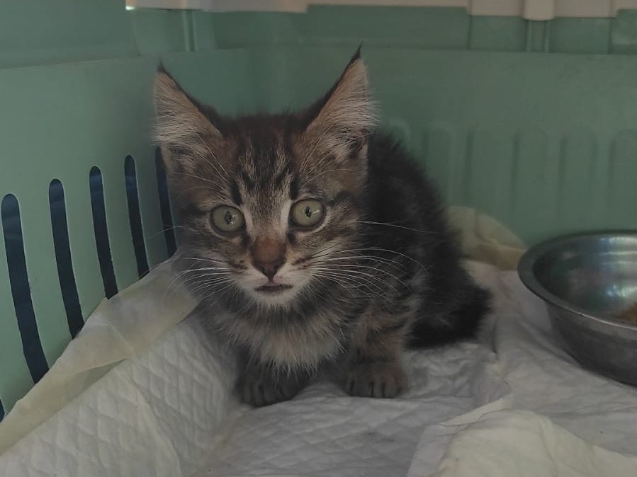 Adozione gatto, maschio, meticcio, 2 anni e 1 mese, taglia non valida, Chieti