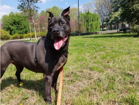 Adozione cane, femmina, Pitbull, 8 anni  e 11 mesi , taglia media, Milano