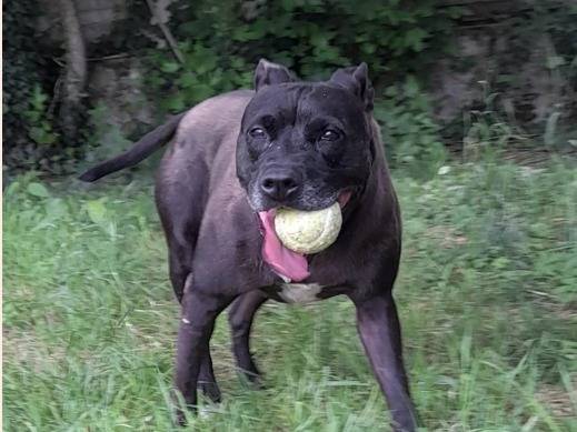 Adotta un cane, femmina, 8 anni  e 11 mesi , Milano