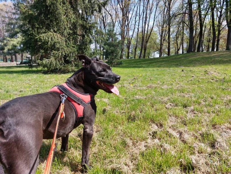 Adotta un cane, taglia media, femmina, Milano