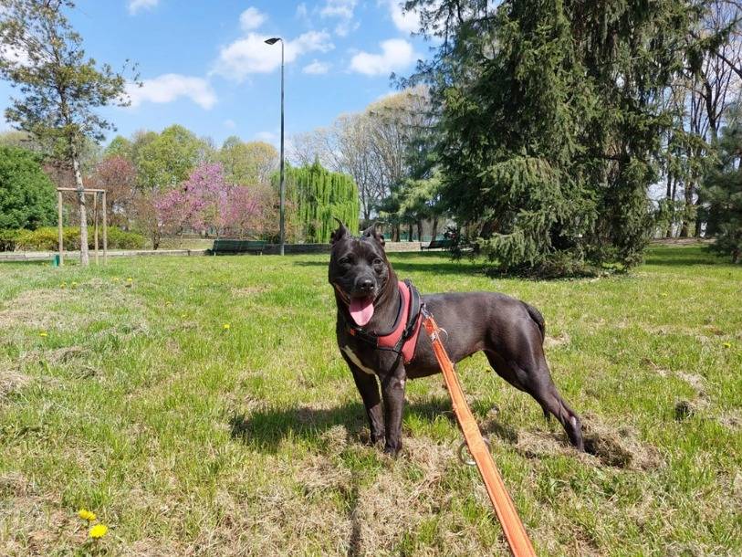 Vuoi adottare un cane a Milano?