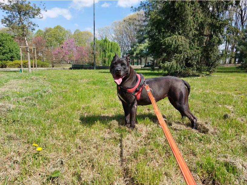 Adotta il cane Bea a Milano