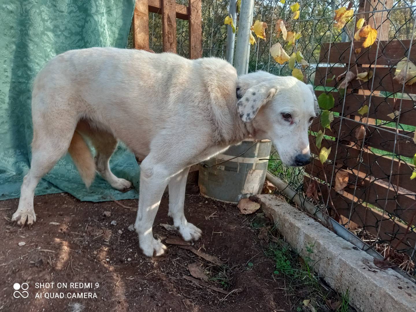 Adotta un cane, femmina, 8 anni  e 1 mese, Genova
