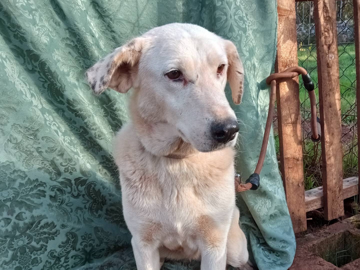 Adotta un cane, taglia media, femmina, Genova