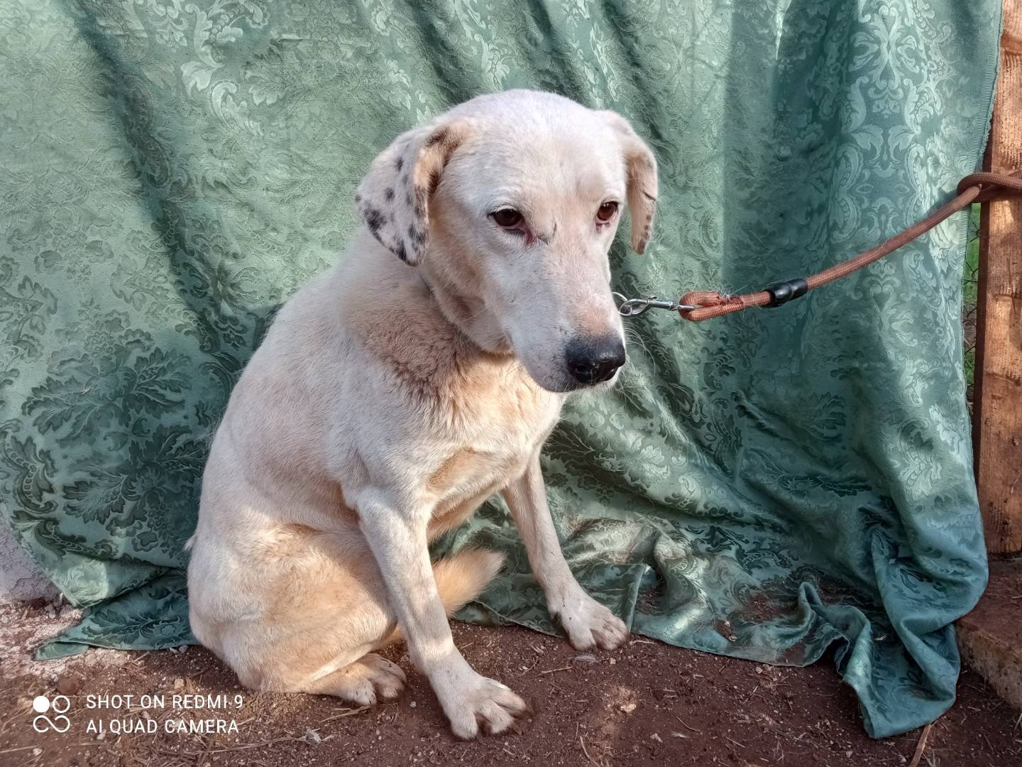 Vuoi adottare un cane a Genova?