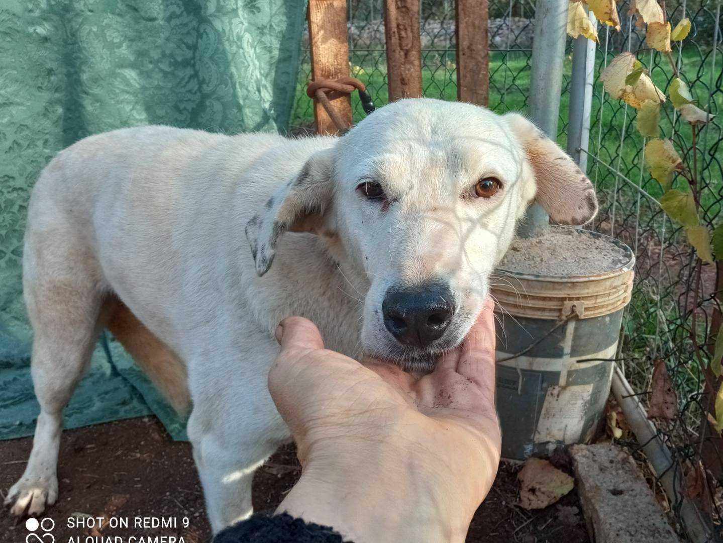 Adotta il cane MONIA a Genova