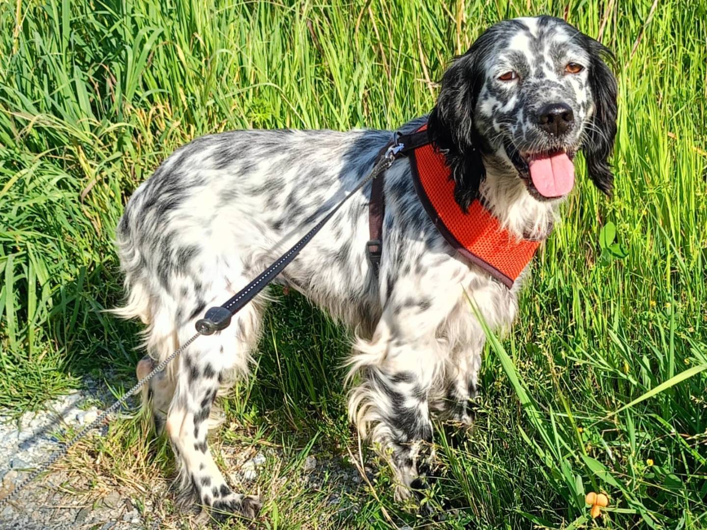 Adotta un cane, femmina, 4 anni e 5 mesi, Cosenza