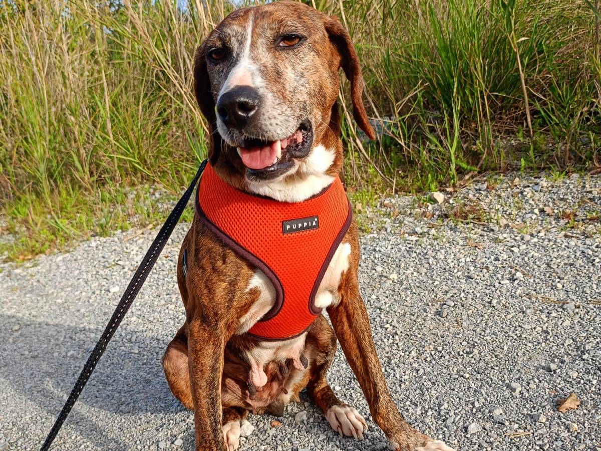 Adotta un cane, femmina, 6 anni e 1 mese, Cosenza