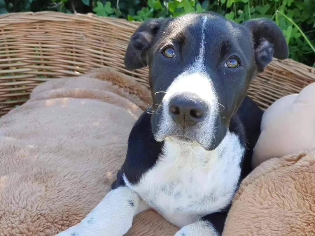 Adozione cane, maschio, meticcio, 2 anni e 6 mesi, taglia media, Milano