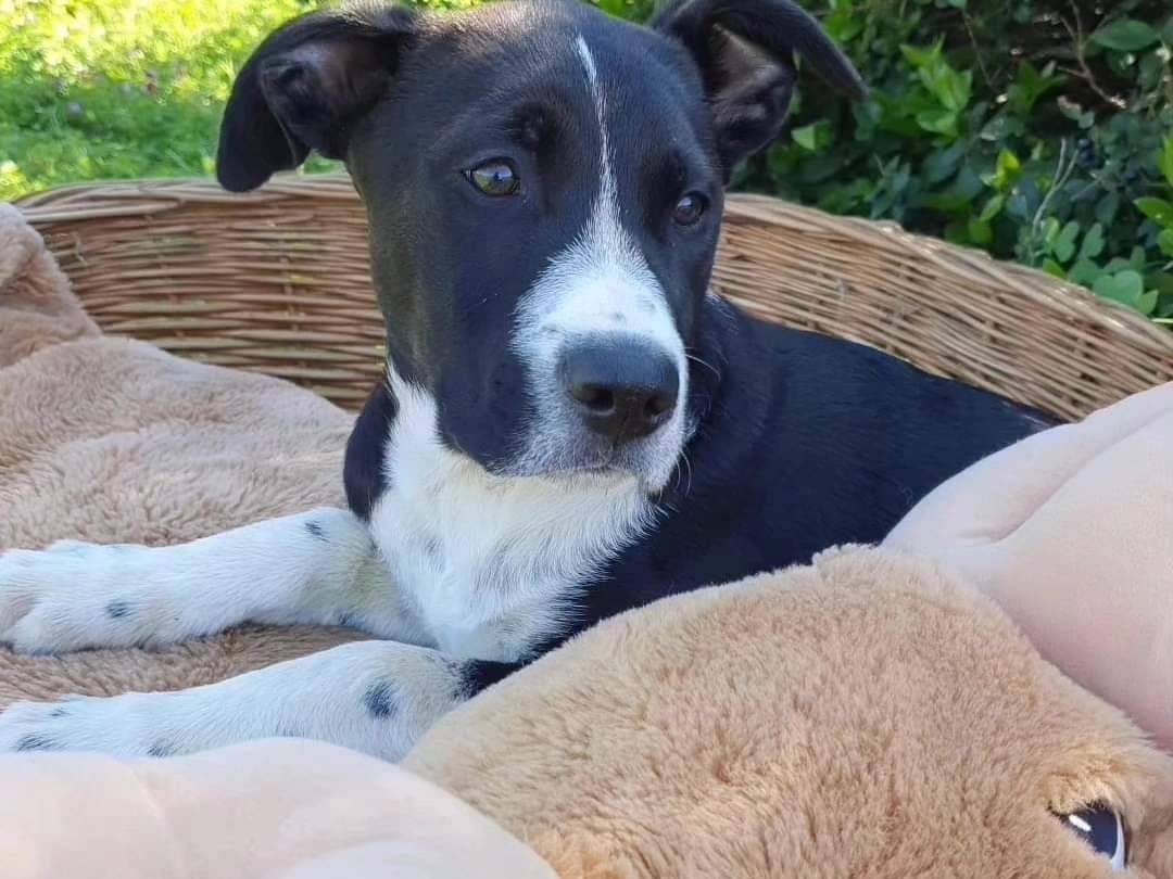 Adotta un cane, maschio, 2 anni e 6 mesi, Milano