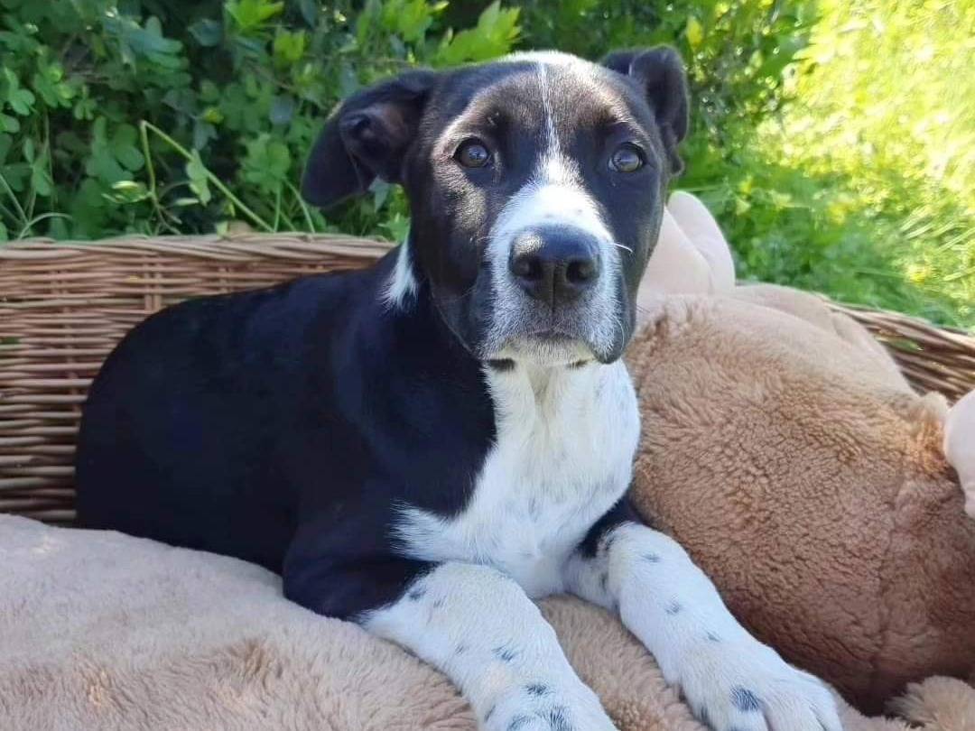 Adotta un cane, taglia media, maschio, Milano