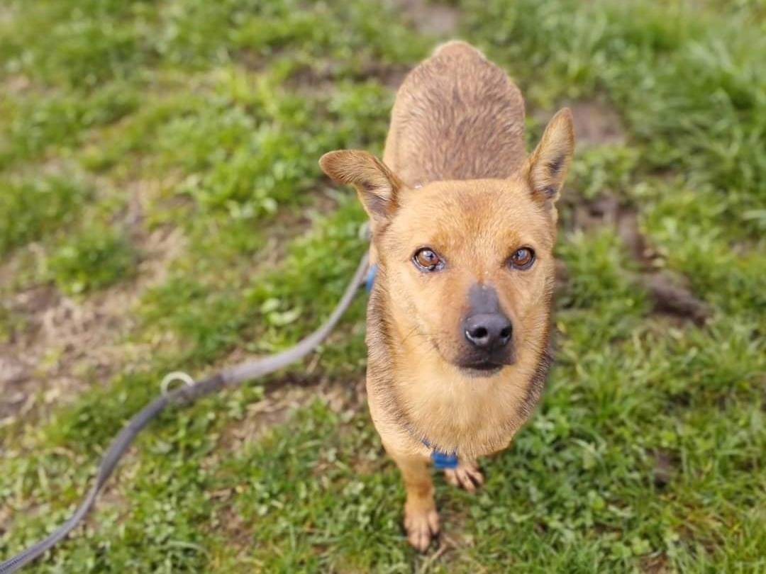 Adotta un cane, maschio, 5 anni  e 4 mesi , Milano
