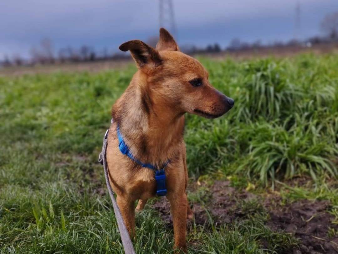Adotta un cane, taglia piccola, maschio, Milano