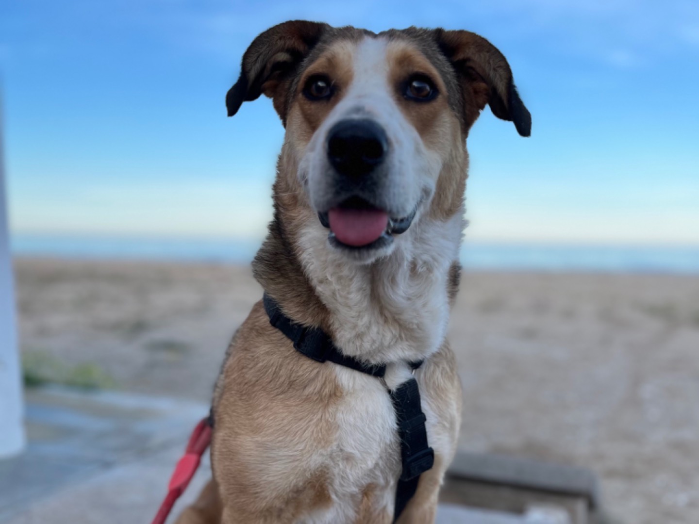 Vuoi adottare un cane a Chieti?