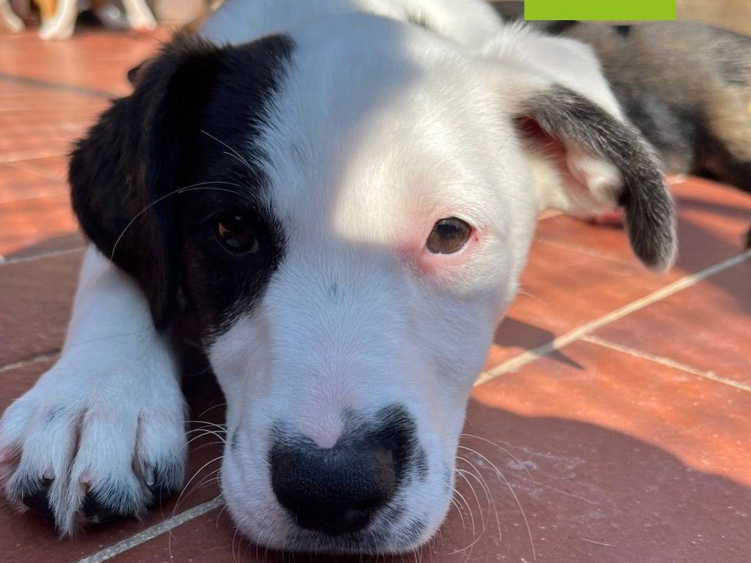 Adozione cane, femmina, Pitbull, 1 anno e 9 mesi, taglia media, Milano