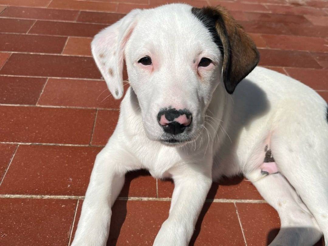 Adozione cane, maschio, Pitbull, 1 anno e 9 mesi, taglia media, Milano