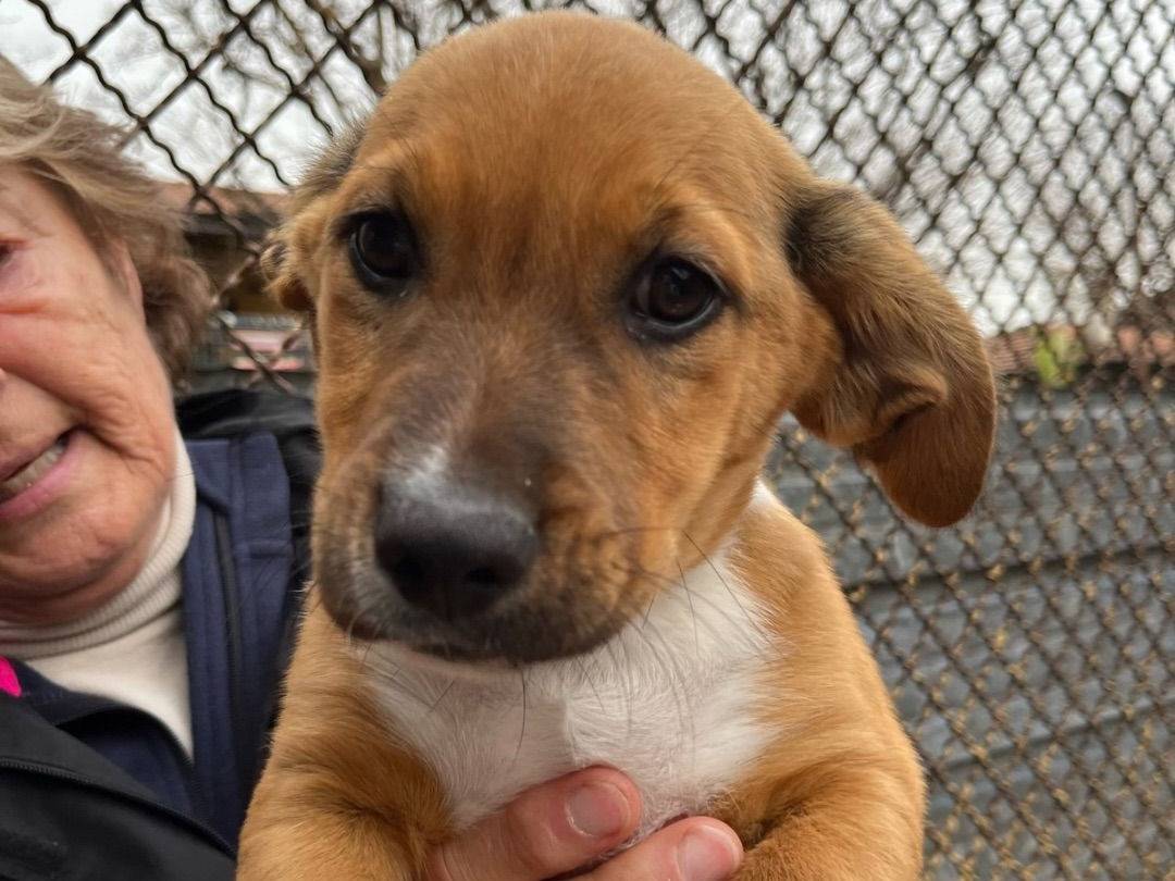 Adozione cane, maschio, Pitbull, 1 anno e 9 mesi, taglia media, Milano
