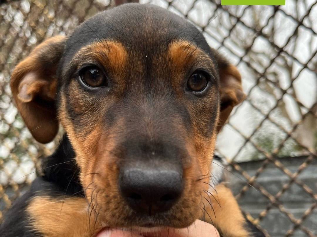 Adozione cane, femmina, Pitbull, 1 anno e 9 mesi, taglia media, Milano