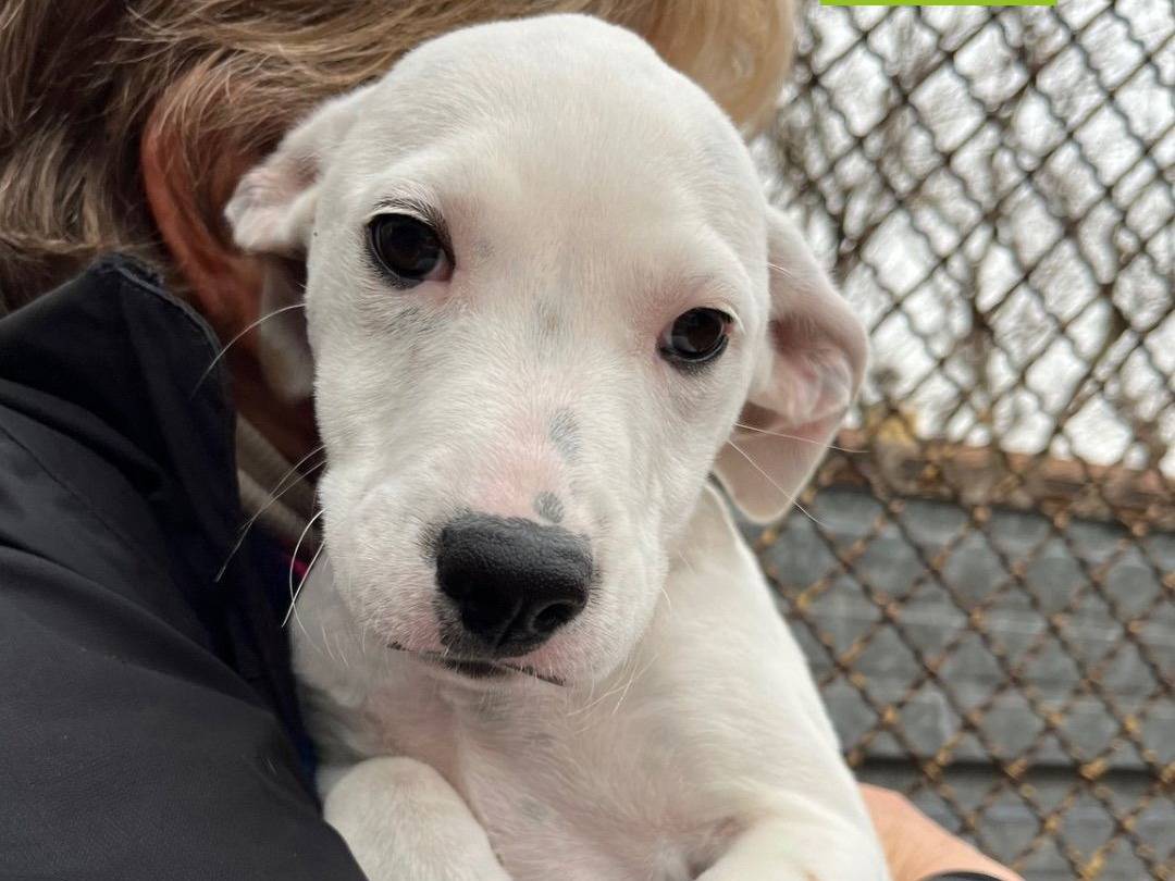 Adozione cane, femmina, Pitbull, 1 anno e 9 mesi, taglia media, Milano