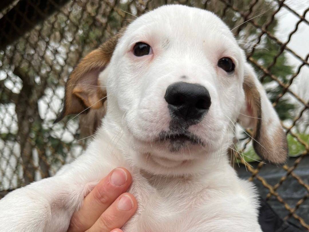 Adozione cane, maschio, Pitbull, 1 anno e 9 mesi, taglia media, Milano