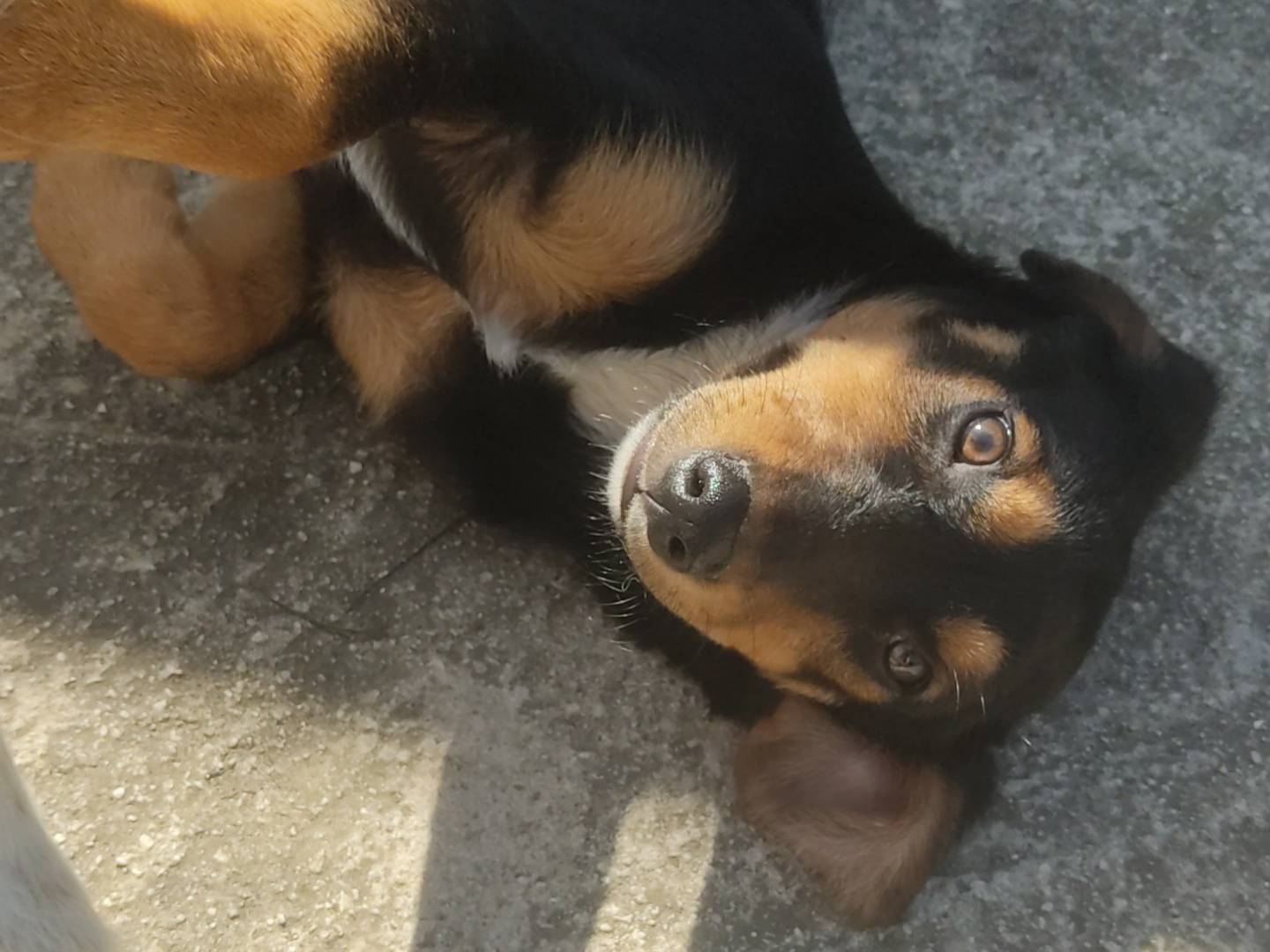Adotta un cane, maschio, 1 anno e 6 mesi , Frosinone