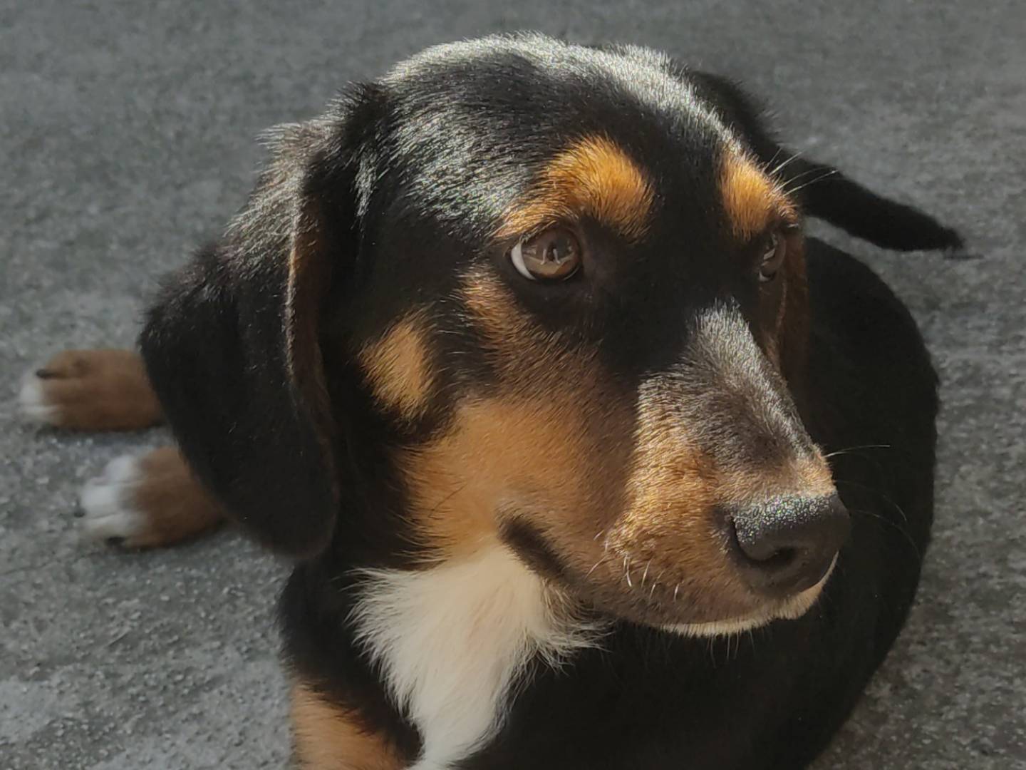 Adotta un cane, taglia media contenuta, maschio, Frosinone