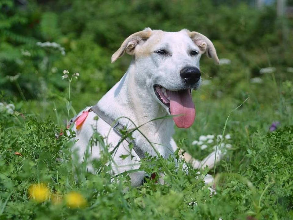 Foto dell'animale