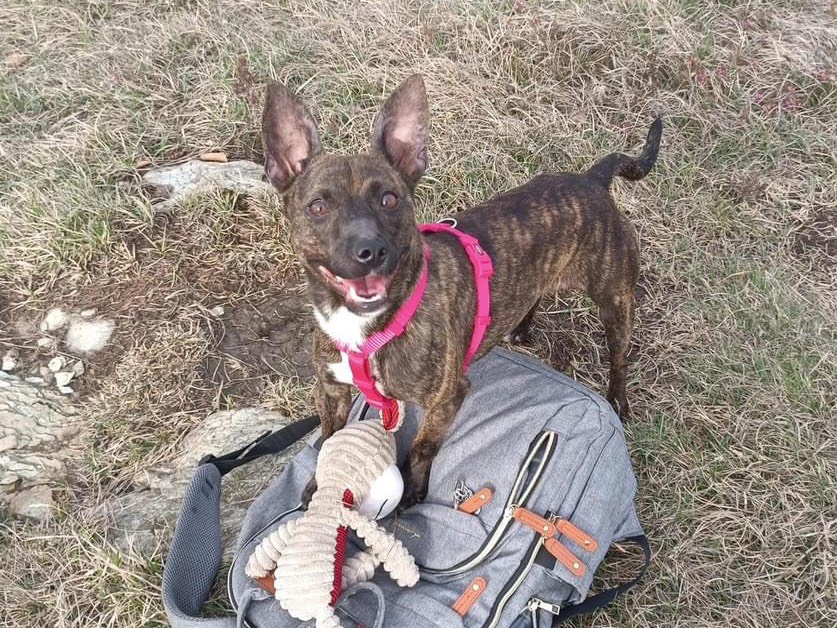 Adotta un cane, taglia piccola, femmina, Milano