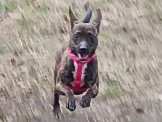 Vuoi adottare un cane a Milano?