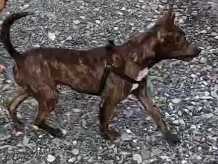 Adotta il cane Una famiglia per Ofra a Milano