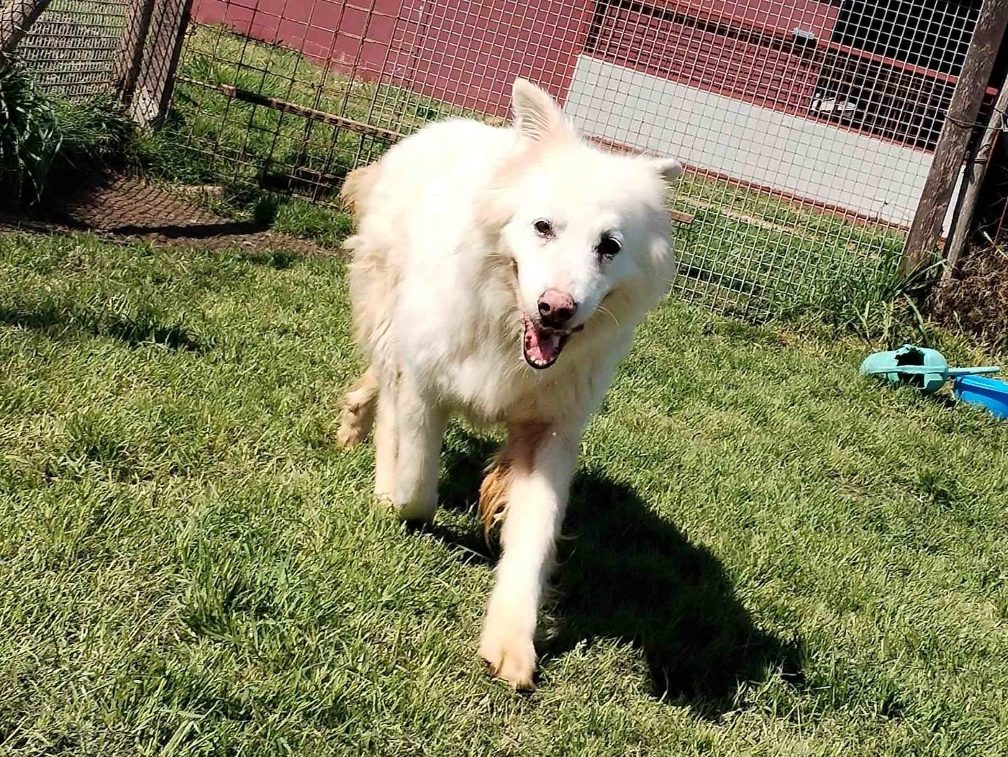 Adotta un cane, femmina, 11 anni  e 11 mesi , Latina
