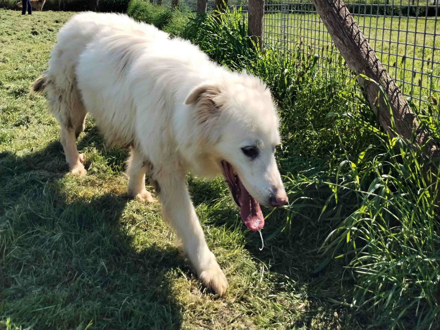 Adotta un cane, taglia media, femmina, Latina