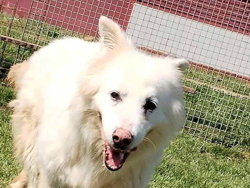 Adotta un cane, taglia media, femmina, Latina