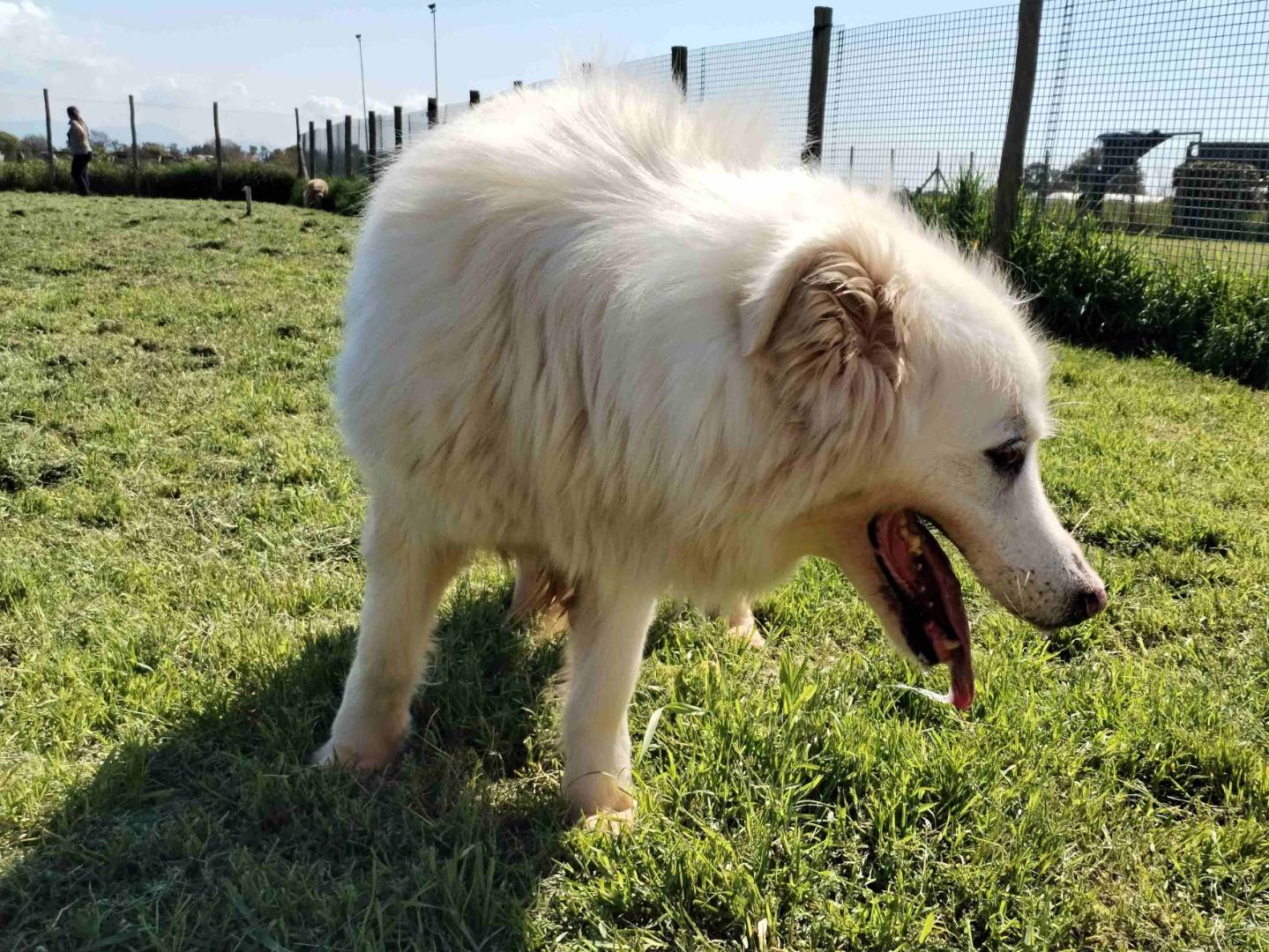 Vuoi adottare un cane a Latina?