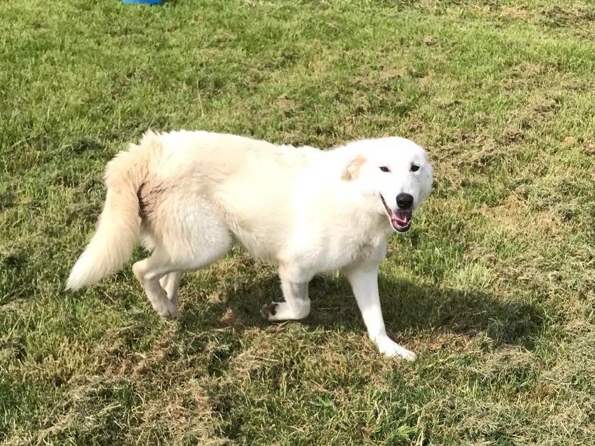 Vuoi adottare un cane a Latina?