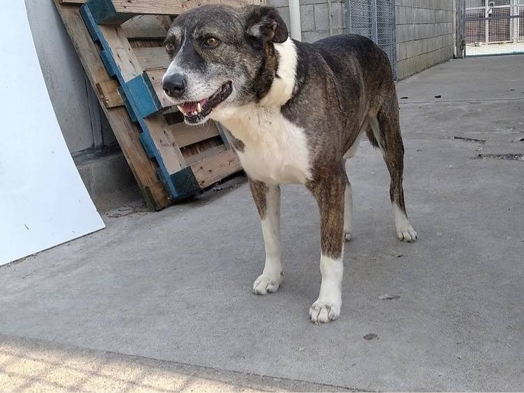 Adotta un cane, taglia grande, maschio, Milano