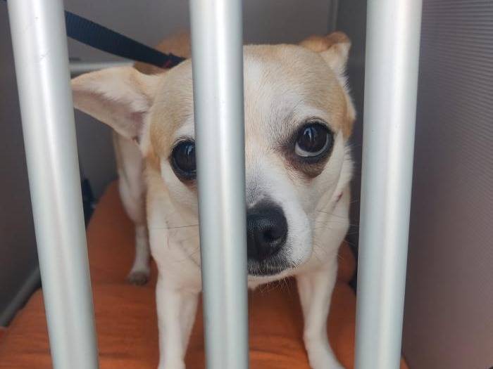 Adotta un cane, maschio, 7 anni e 10 mesi, Milano