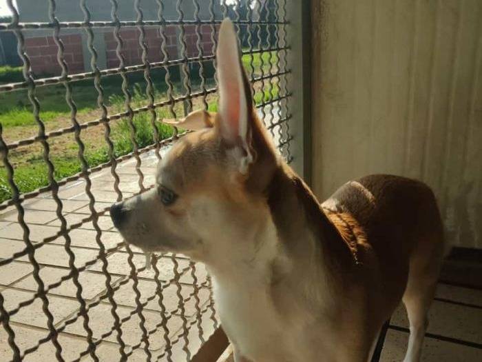 Adotta un cane, taglia piccola, maschio, Milano