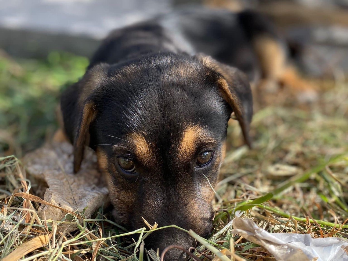 Adozione cane, maschio, meticcio, 2 anni e 7 mesi, taglia media, Siracusa