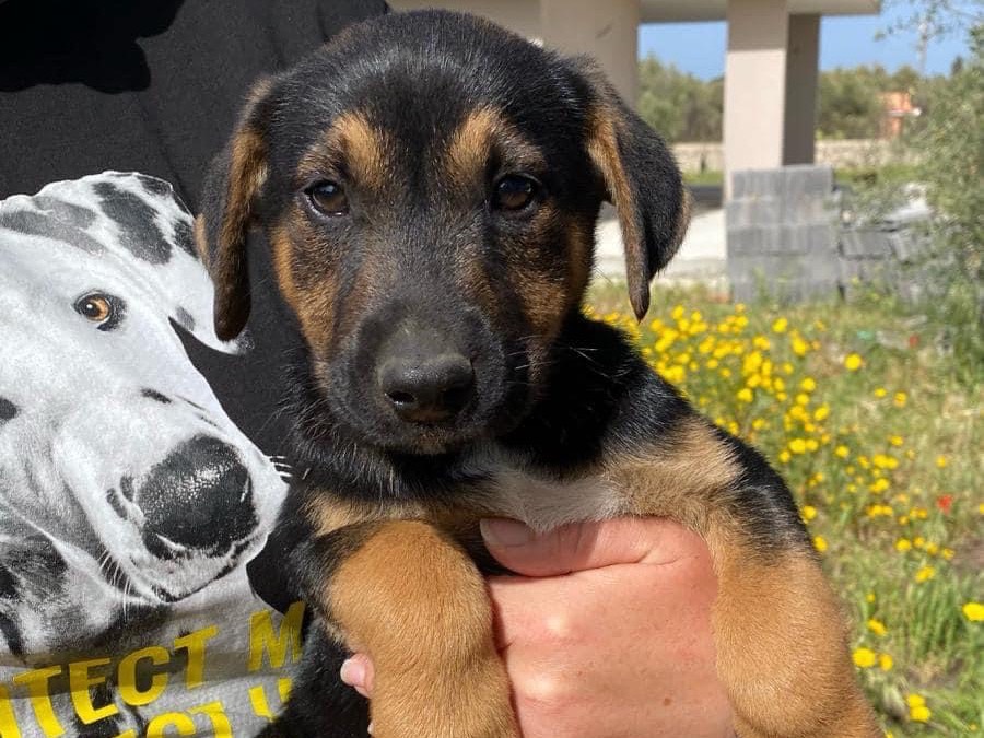 Adotta un cane, taglia media, maschio, Siracusa
